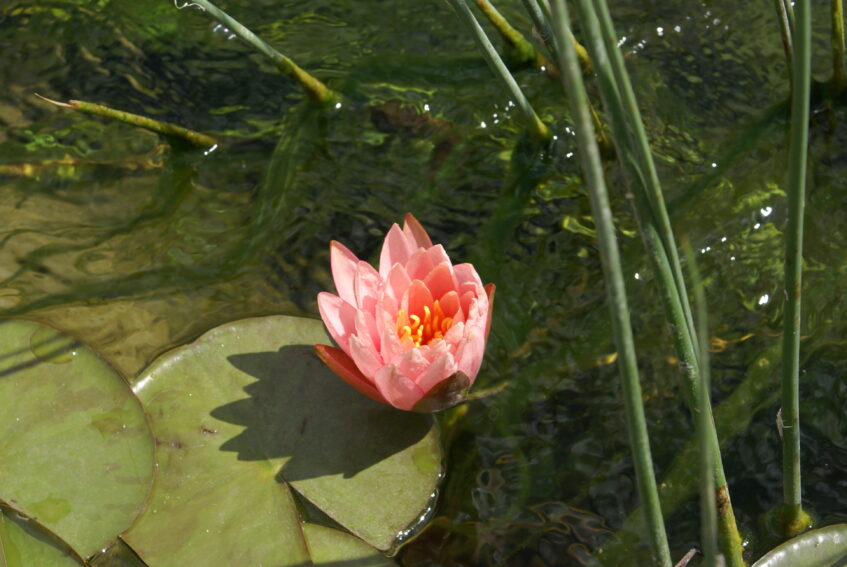Baignade Biologique